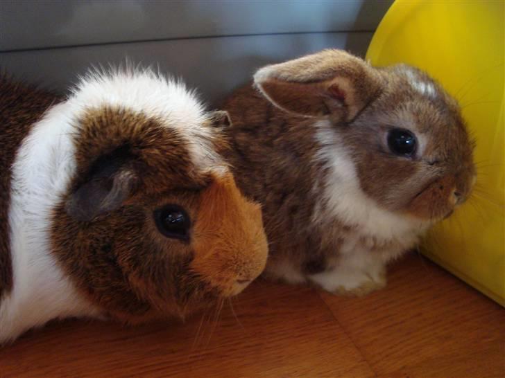 Kanin Talullah billede 4