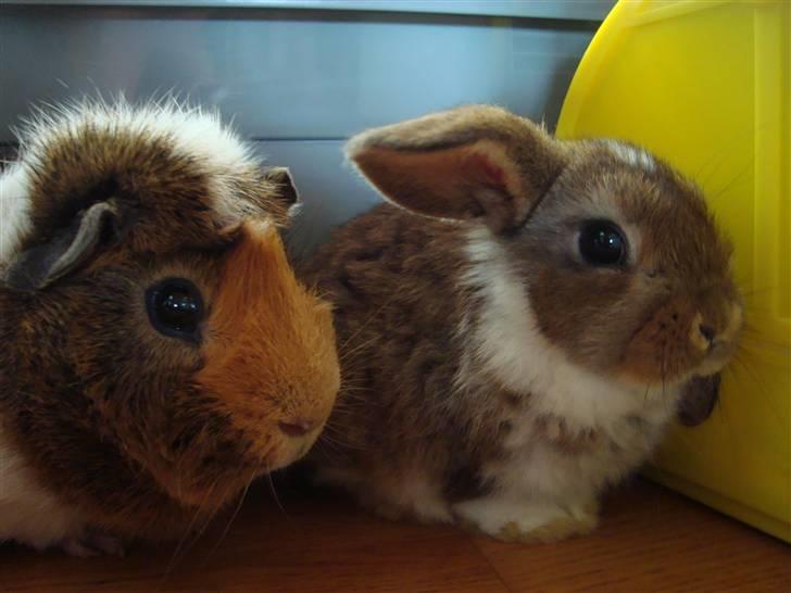 Kanin Talullah billede 5