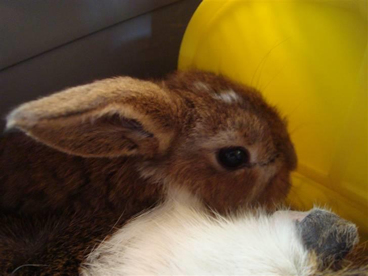 Kanin Talullah billede 6