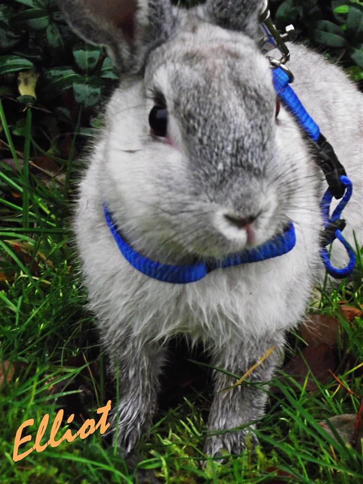 Kanin Elliot - #1 Velkommen til Elliot´s profil :D! billede 1