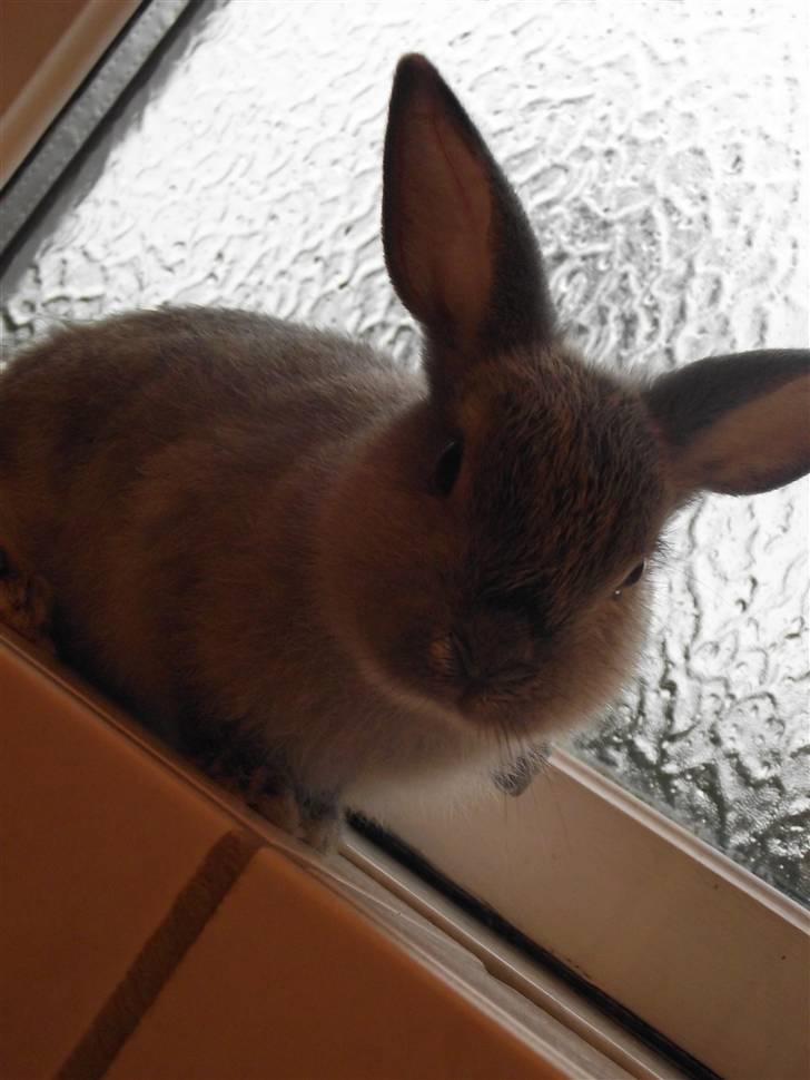 Kanin Elliot - #2 Han ser så lille ud her :) billede 2
