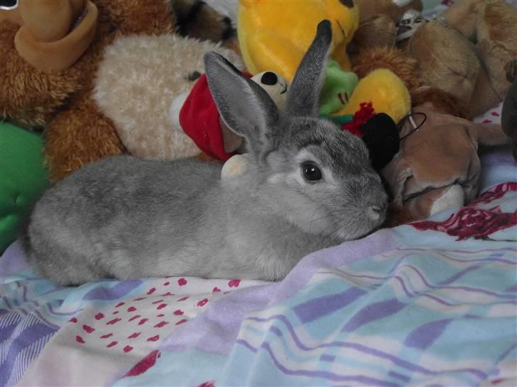 Kanin Elliot - #3 Elliot hygger d; billede 3