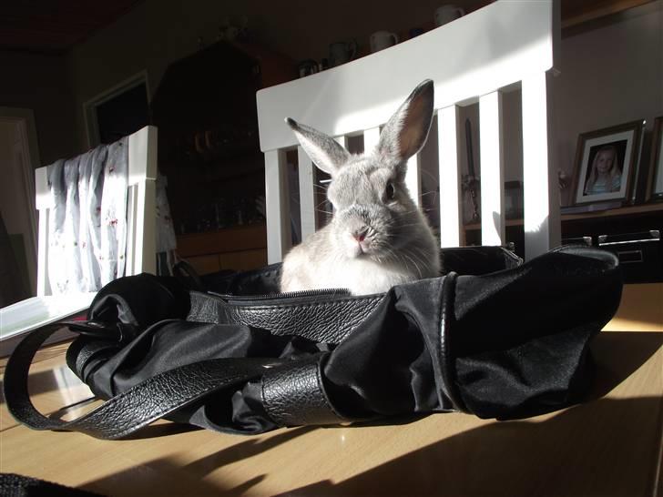 Kanin Elliot - #4 Ved ikke helt hvad han lavede i tasken :o <3 billede 4