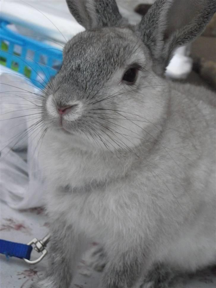 Kanin Elliot - #5  billede 5