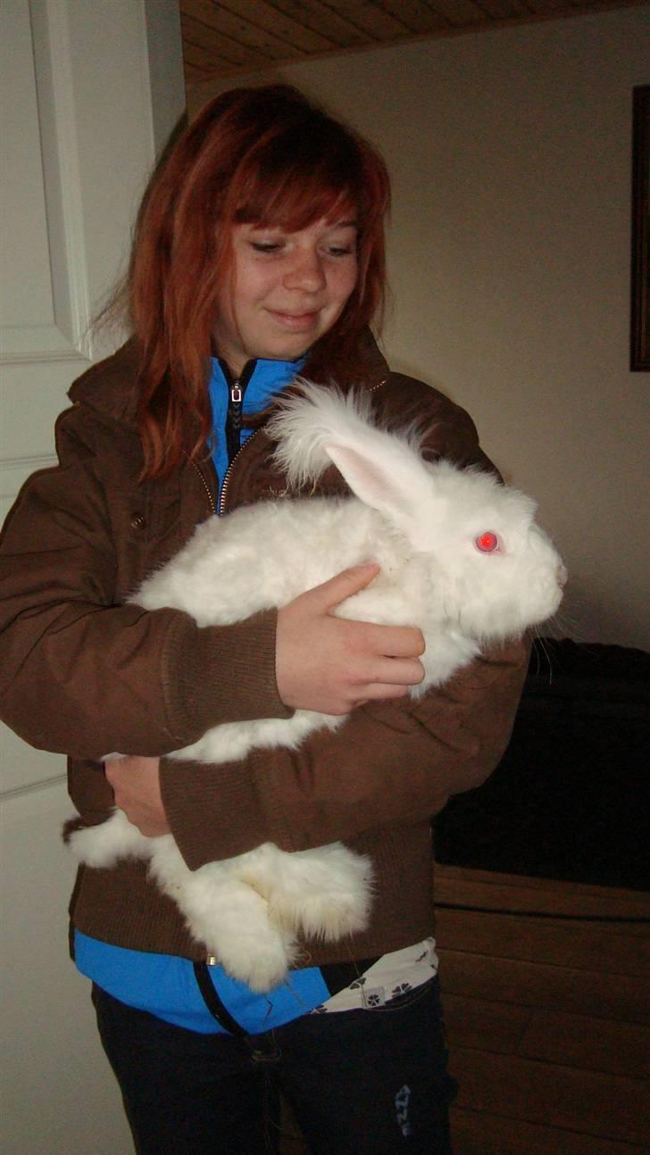 Kanin  angora kanin - Sneboldt  solgt billede 13