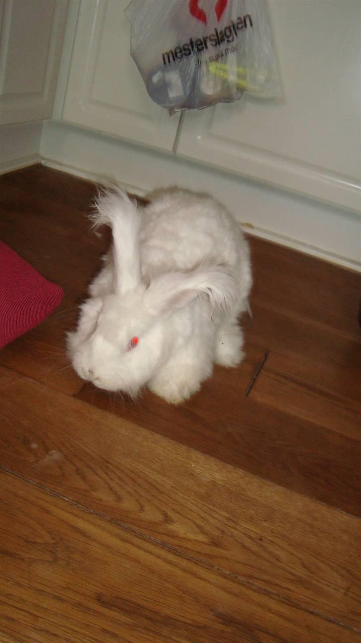 Kanin  angora kanin - Sneboldt  solgt billede 14