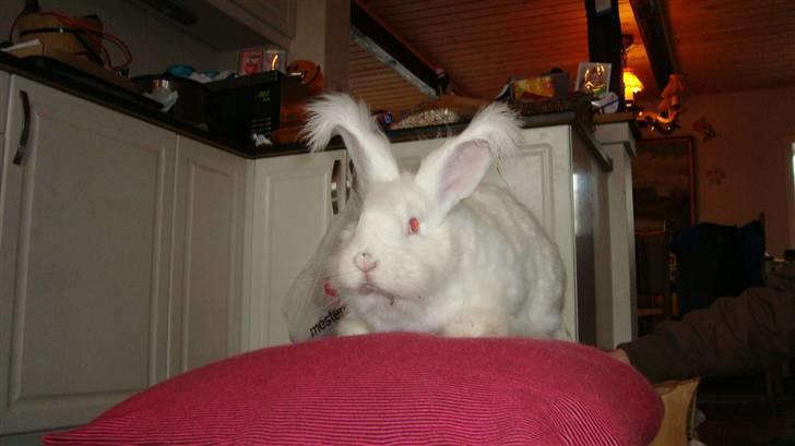 Kanin  angora kanin - Sneboldt  solgt billede 15