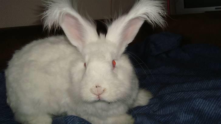 Kanin  angora kanin - Sneboldt  solgt billede 16