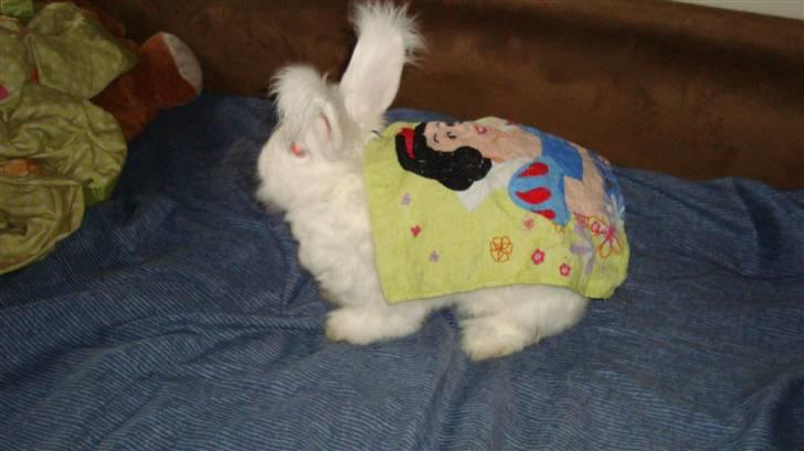 Kanin  angora kanin - Sneboldt  solgt billede 17