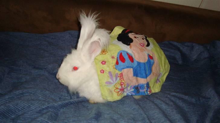 Kanin  angora kanin - Sneboldt  solgt billede 18