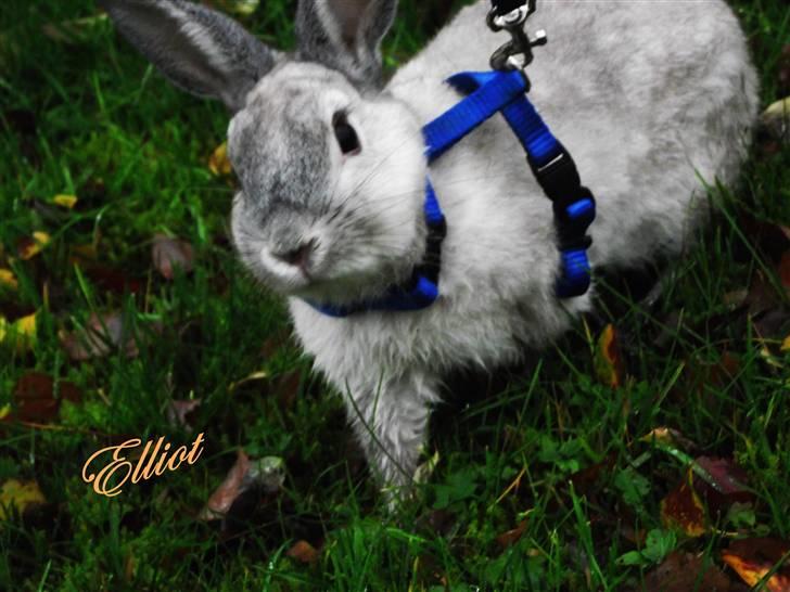 Kanin Elliot - #7 En efterårs dag hvor græsset var lidt vådt :) billede 7