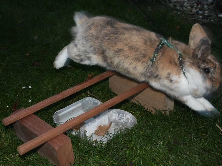 Kanin ¨˜°º•¤ Stald Kiwis Småkage R.I.P ¤•º°˜¨  - vandgrav billede 12