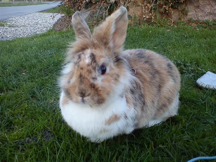 Kanin ¨˜°º•¤ Stald Kiwis Småkage R.I.P ¤•º°˜¨  - smukke Småkage billede 20