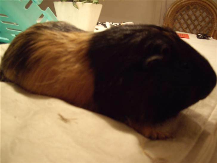 Marsvin skovlundegaards Maxi billede 1