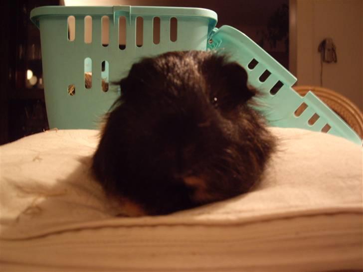 Marsvin skovlundegaards Maxi billede 2