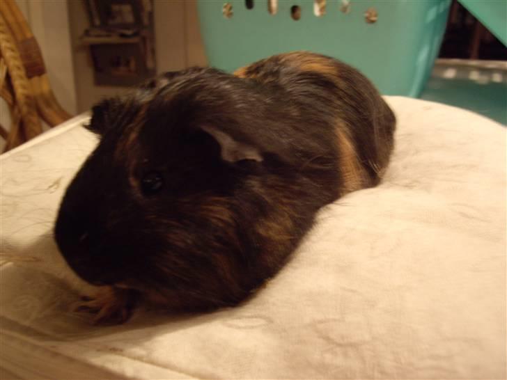 Marsvin skovlundegaards Maxi billede 3