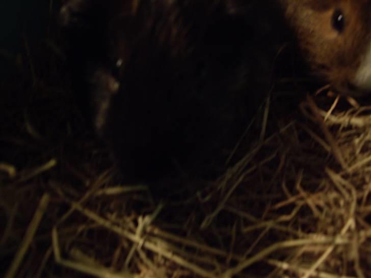 Marsvin skovlundegaards Maxi billede 4