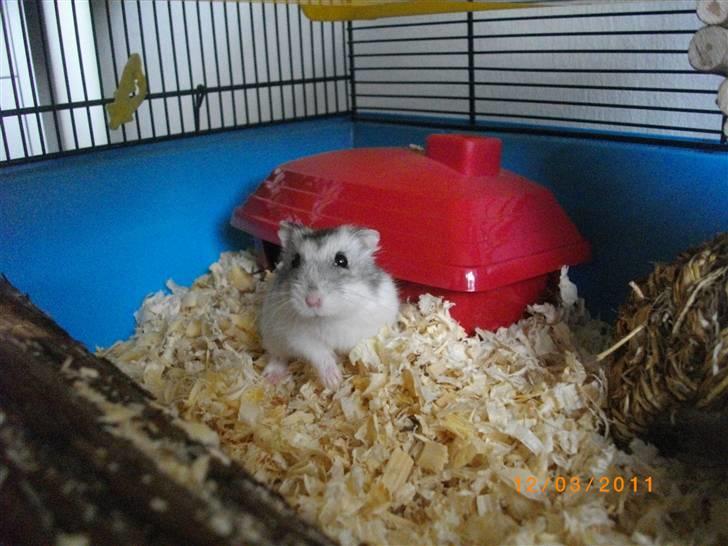 Dværghamster Didi R.I.P billede 9