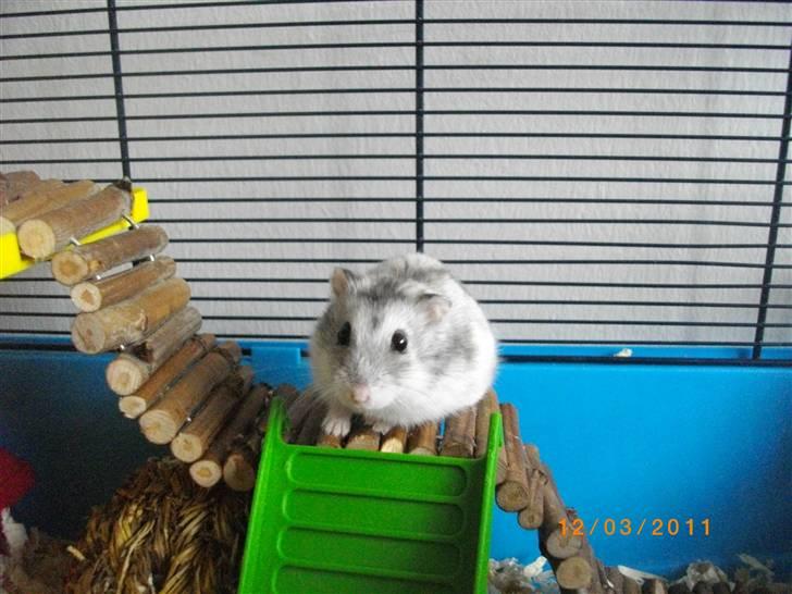 Dværghamster Didi R.I.P billede 12