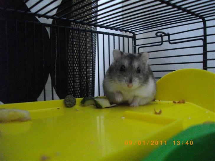 Dværghamster Didi R.I.P billede 13