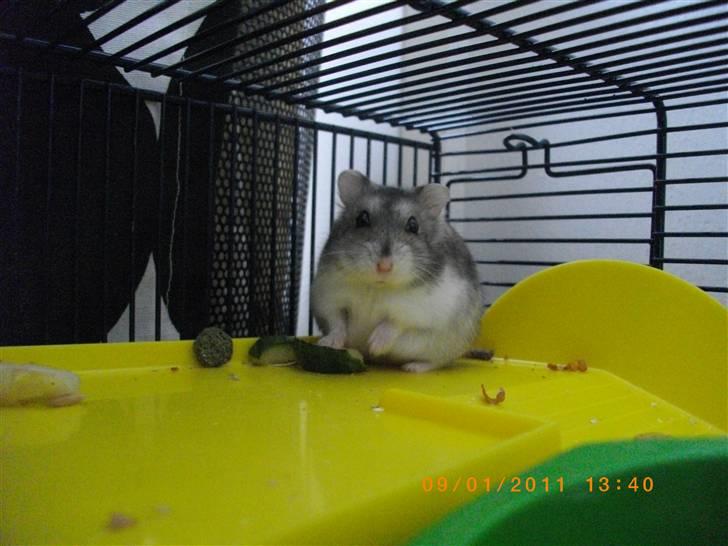Dværghamster Didi R.I.P billede 14