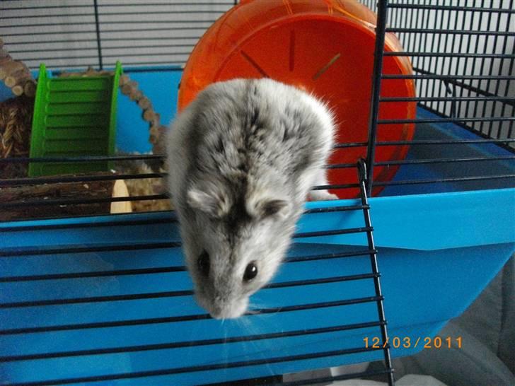 Dværghamster Didi R.I.P - I deres nye bur. billede 15