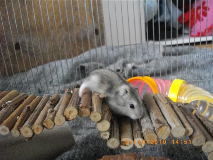 Dværghamster Didi R.I.P - Didi i løbegård. billede 16