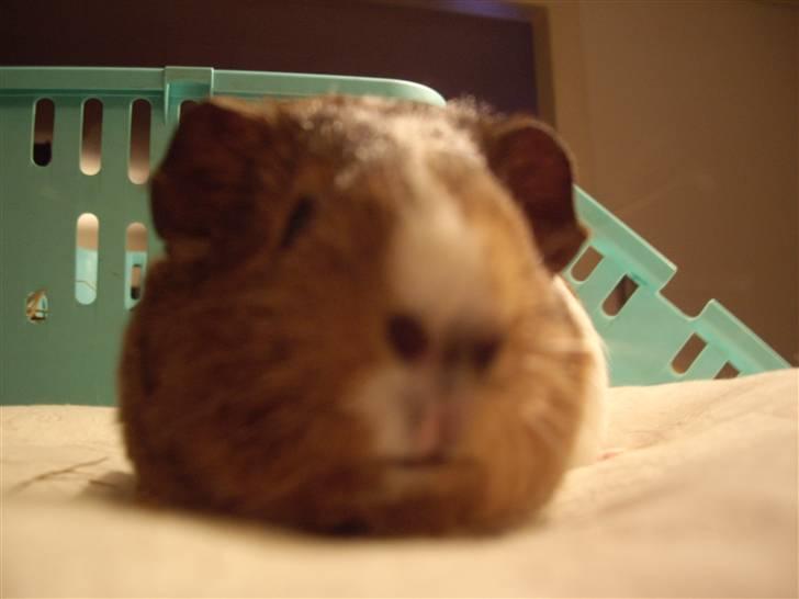 Marsvin skovlundegaards asta  billede 1