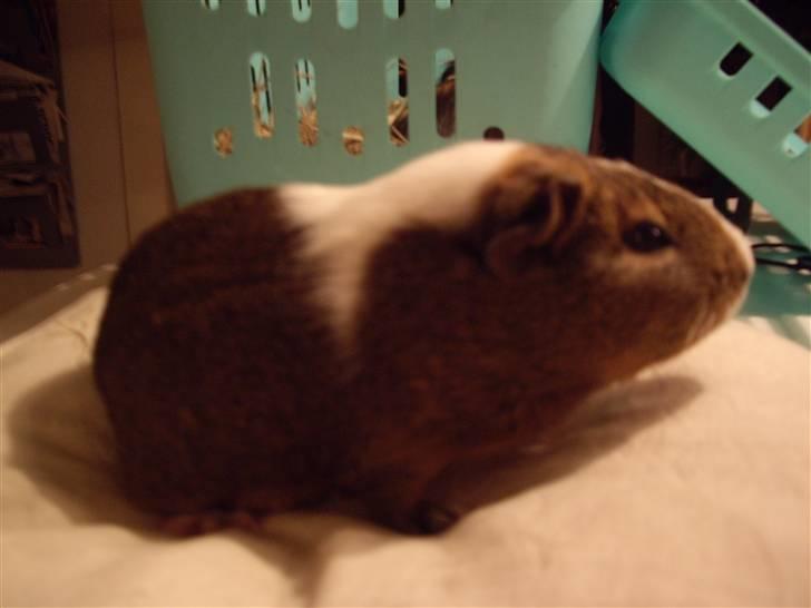 Marsvin skovlundegaards asta  billede 2