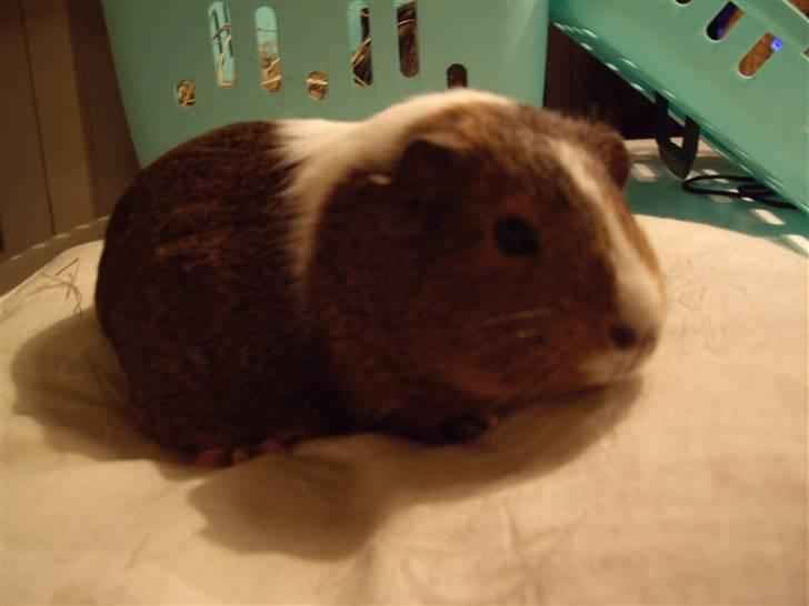 Marsvin skovlundegaards asta  billede 3