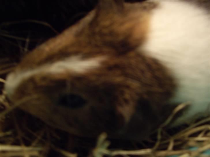 Marsvin skovlundegaards asta  billede 4