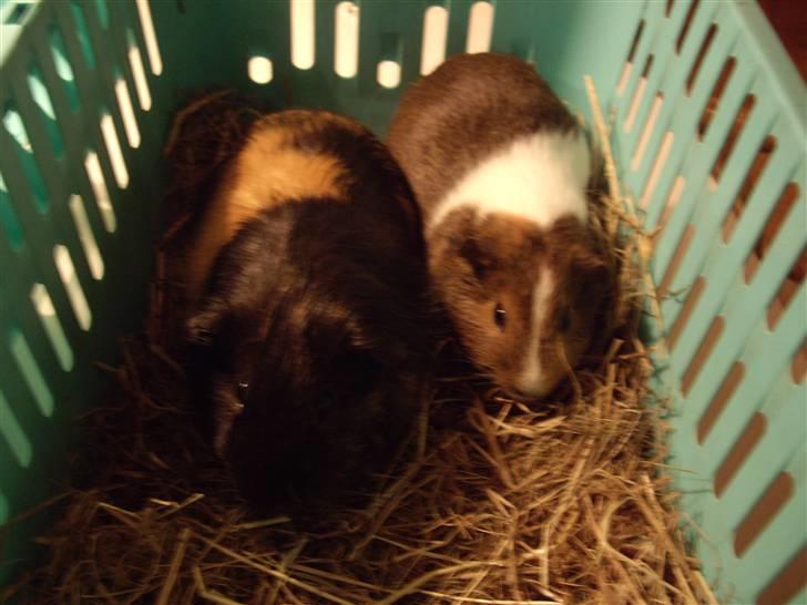 Marsvin skovlundegaards asta  billede 5