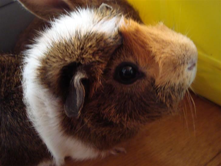 Marsvin Pjevs R.I.P :'( billede 10