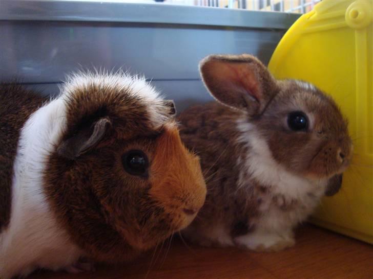 Marsvin Pjevs R.I.P :'( billede 11