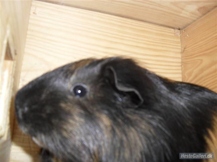 Marsvin skovlundegaards Maxi billede 6