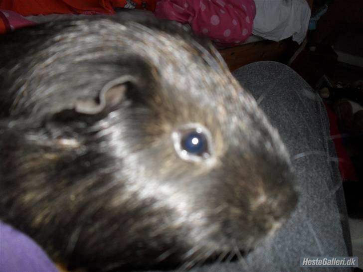 Marsvin skovlundegaards Maxi billede 7