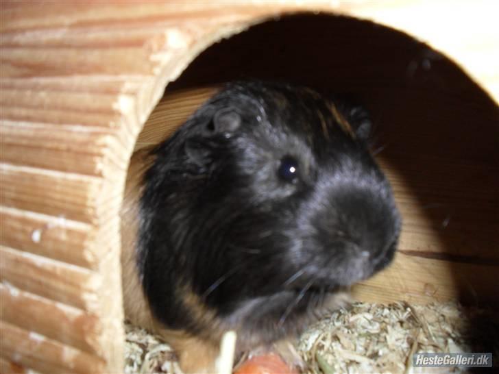 Marsvin skovlundegaards Maxi billede 8