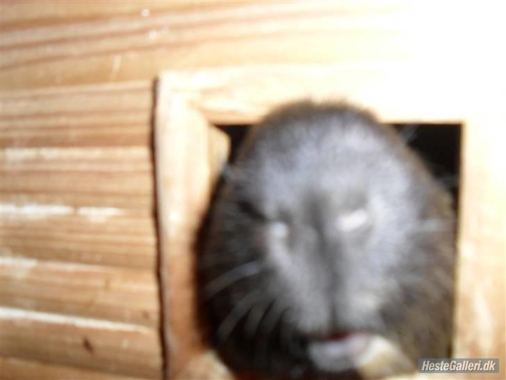 Marsvin skovlundegaards Maxi billede 9