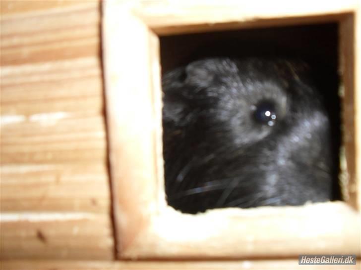 Marsvin skovlundegaards Maxi billede 10