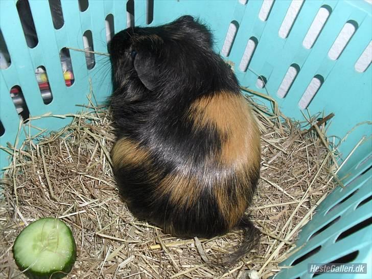 Marsvin skovlundegaards Maxi billede 11