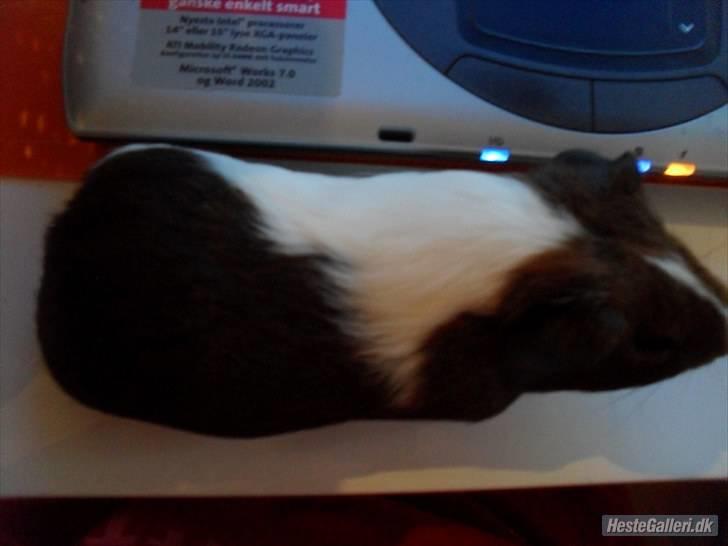 Marsvin skovlundegaards asta  billede 6