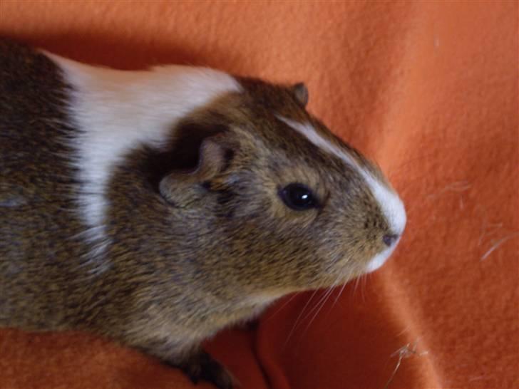 Marsvin skovlundegaards asta  billede 7