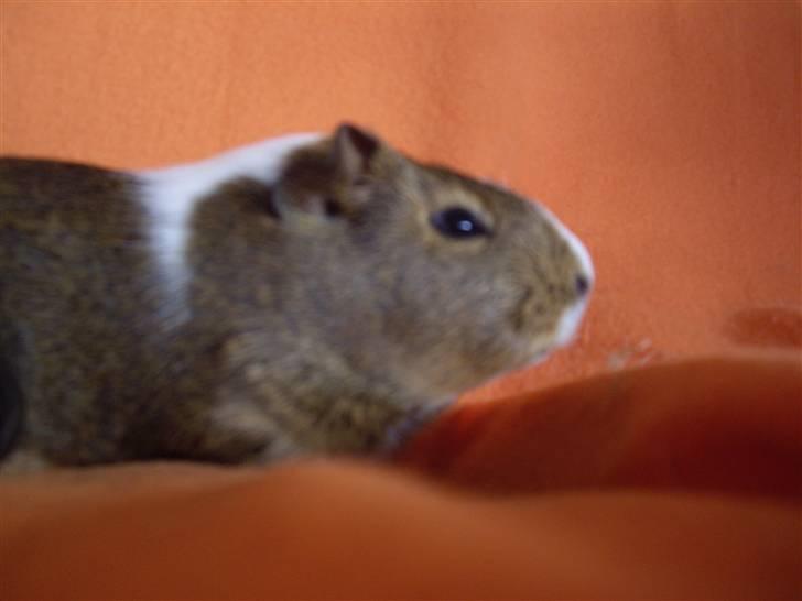 Marsvin skovlundegaards asta  billede 8