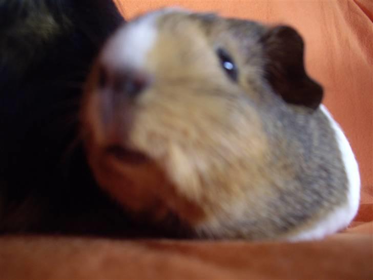 Marsvin skovlundegaards asta  billede 9