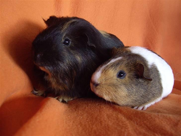 Marsvin skovlundegaards asta  billede 10