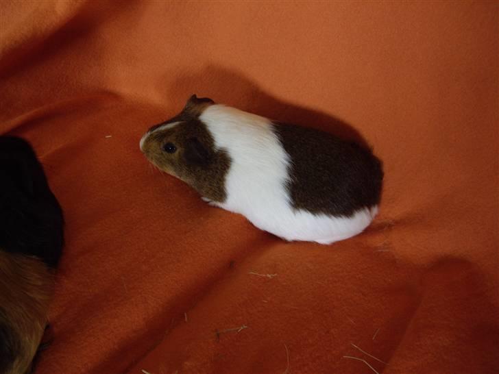 Marsvin skovlundegaards asta  billede 11