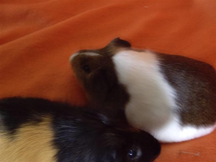 Marsvin skovlundegaards asta  billede 12