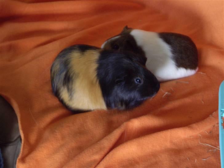 Marsvin skovlundegaards asta  billede 13