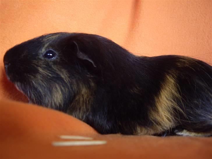 Marsvin skovlundegaards Maxi billede 12