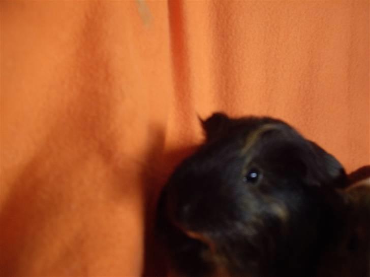 Marsvin skovlundegaards Maxi billede 13